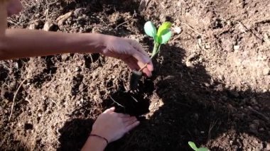 Genç kadın sebze ekiyor ev bahçesine sağlıklı besleniyor korunuyor çevre yiyor sağlıklı ekolojik yaşam tarzı brokolili karnabahar çeşitli parlak renklerde güneşli bir gün.