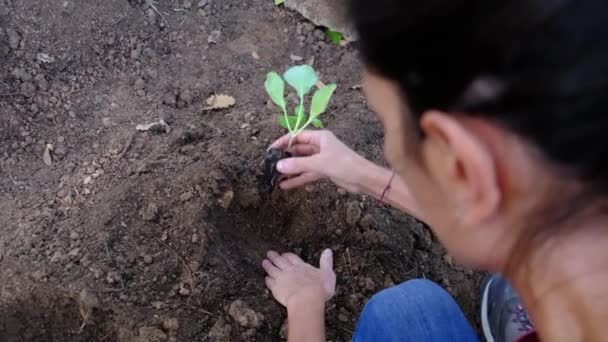 Genç Kadın Sebze Ekiyor Bahçesine Sağlıklı Besleniyor Korunuyor Çevre Yiyor — Stok video