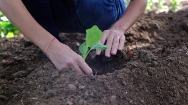 Genç kadın sebze ekiyor ev bahçesine sağlıklı besleniyor korunuyor çevre yiyor sağlıklı ekolojik yaşam tarzı brokolili karnabahar çeşitli parlak renklerde güneşli bir gün.