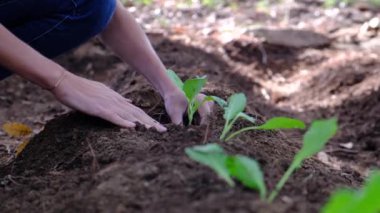 Genç kadın sebze ekiyor ev bahçesine sağlıklı besleniyor korunuyor çevre yiyor sağlıklı ekolojik yaşam tarzı brokolili karnabahar çeşitli parlak renklerde güneşli bir gün.