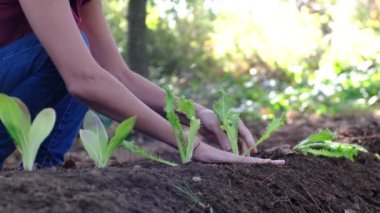 Genç kadın sebze ekiyor ev bahçesine sağlıklı besleniyor korunuyor çevre yiyor sağlıklı ekolojik yaşam tarzı brokolili karnabahar çeşitli parlak renklerde güneşli bir gün.