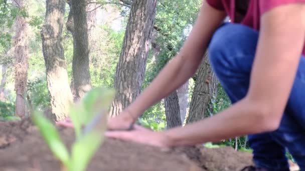 Junge Frau Pflanzt Gemüse Heimischen Garten Gesunde Ernährung Schutz Umwelt — Stockvideo