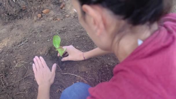 Young Woman Plant Vegetables Vegetables Home Garden Healthy Eating Protection — Stock Video