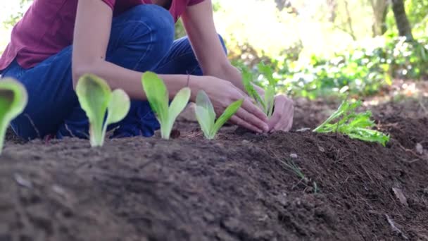 Ung Kvinna Växt Grönsaker Hemmet Trädgård Hälsosam Äta Skydd Miljö — Stockvideo