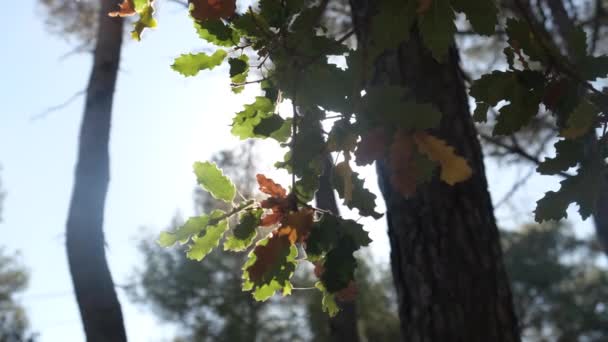 Βελανιδιές Φύλλα Φθινόπωρο Φθινοπωρινή Χλωρίδα — Αρχείο Βίντεο