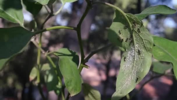 Aproape Sus Frunzele Verzi Tinere Insecte Grădină — Videoclip de stoc