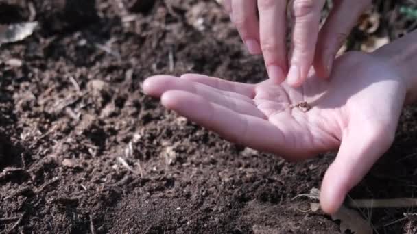 Una Persona Que Tiene Semillas Para Plantar Jardín — Vídeos de Stock