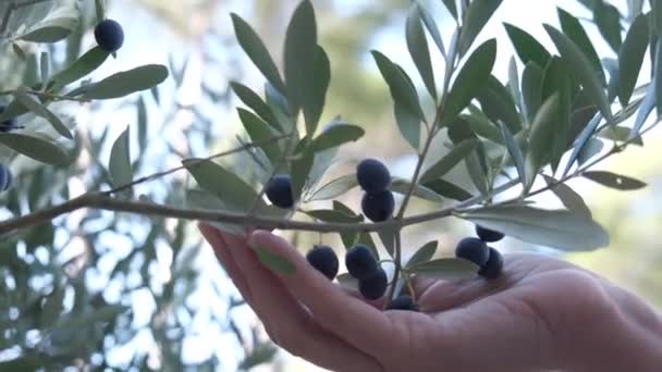 Main Fermier Touchant Grandes Olives Fraîches Poussant Sur Branche — Video