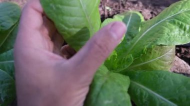 Öznel bakış açısına göre onu sebzelere, çeşitli sebzelere taze ekolojik sürdürülebilirliğe göre kontrol et.