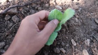 Öznel bakış açısına göre onu sebzelere, çeşitli sebzelere taze ekolojik sürdürülebilirliğe göre kontrol et.