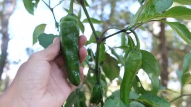 Öznel bakış açısına göre onu sebzelere, çeşitli sebzelere taze ekolojik sürdürülebilirliğe göre kontrol et.