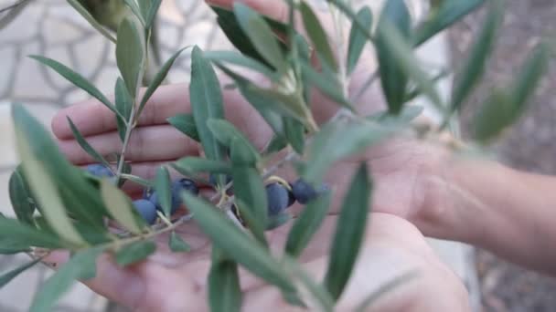 Mano Agricultor Tocando Aceitunas Grandes Frescas Que Crecen Rama — Vídeo de stock