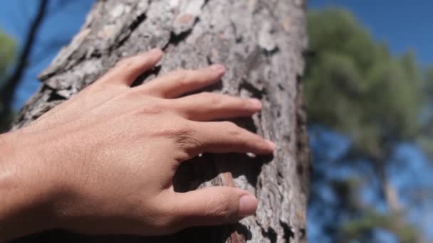Mão Feminina Penteadeira Casca Pinheiro Floresta Mão Tocando Antiga Árvore — Vídeo de Stock