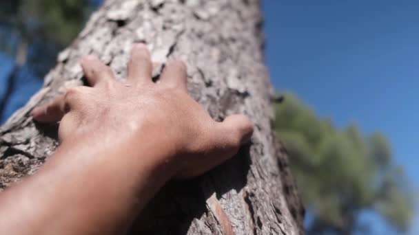 Kobiecy Stół Opatrunków Kora Sosny Lesie Ręka Dotyka Starożytnego Dębu — Wideo stockowe