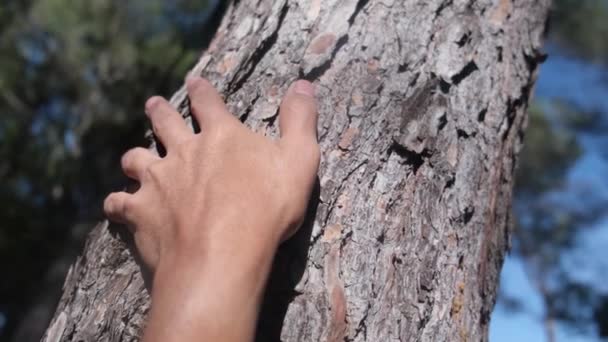 소나무 껍질을 손으로 잡는다 손으로 고대의 나무를 만진다 자연을 사랑하라 — 비디오