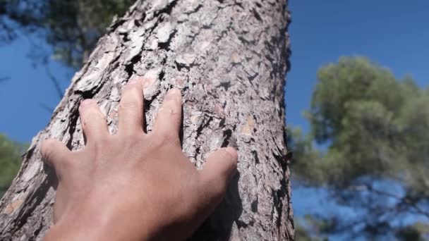Kobiecy Stół Opatrunków Kora Sosny Lesie Ręka Dotyka Starożytnego Dębu — Wideo stockowe