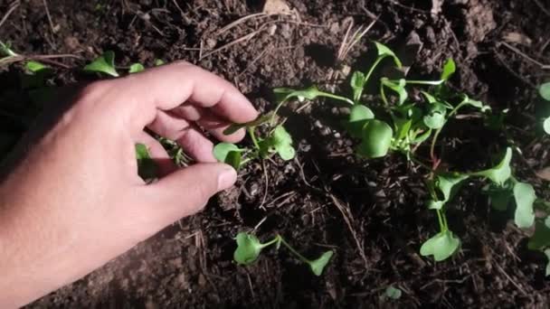 Öznel Bakış Açısına Göre Onu Sebzelere Çeşitli Sebzelere Taze Ekolojik — Stok video