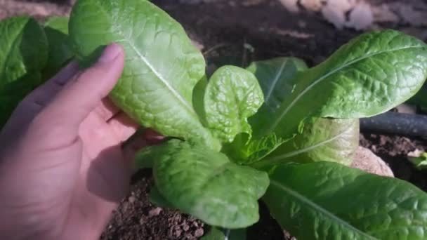 Subjektive Sicht Hand Check Herto Food Gemüse Sortiert Gemüse Frisch — Stockvideo