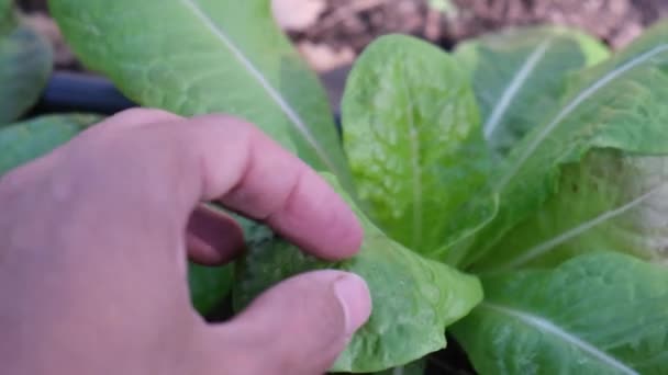 主観的視点手チェックここで食べ物野菜の盛り合わせ新鮮な収穫生態系の持続可能性 — ストック動画