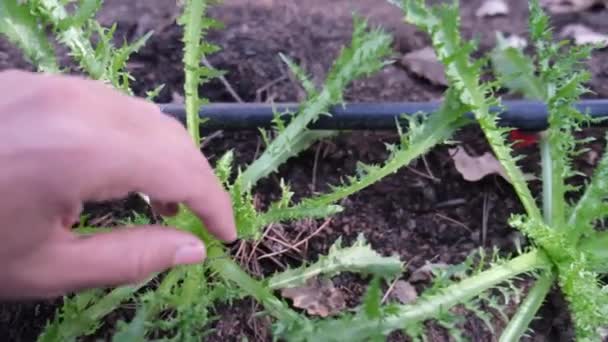 Subiektywny Punkt Widzenia Ręczna Kontrola Herto Warzywa Spożywcze Różne Warzywa — Wideo stockowe