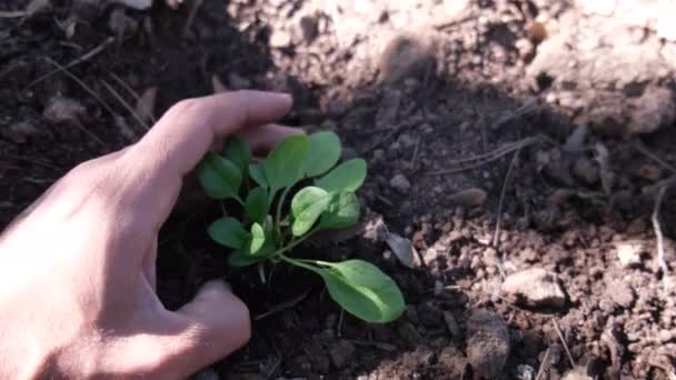 Sudut Pandang Subjektif Periksa Sendiri Sayuran Herto Berbagai Macam Sayuran — Stok Video