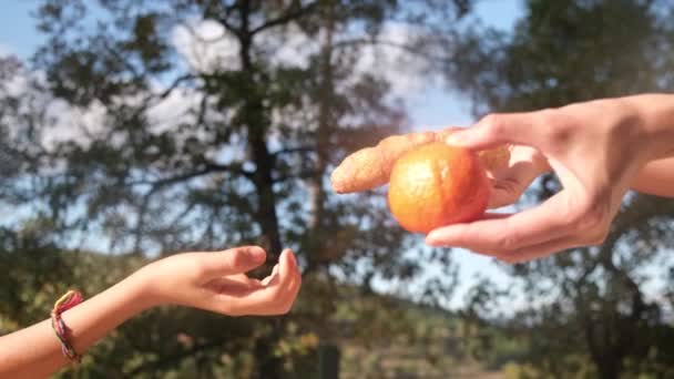 산업용 도넛중 하나를 선택하는 어머니와 아들의 손입니다 정크푸드 사이에서 선택하는 — 비디오