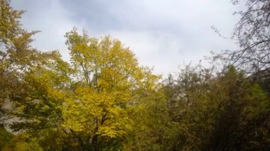 Güzel sonbahar dağ ormanlarının manzaralı görüntüleri