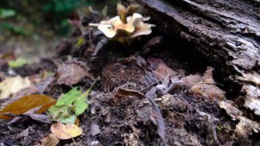 Ormanda mantarlar ve düşmüş yapraklar