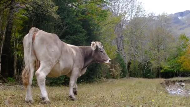 Mladá Kráva Pastvě Alpách — Stock video