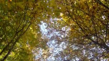 Güzel sonbahar dağ ormanlarının manzaralı görüntüleri