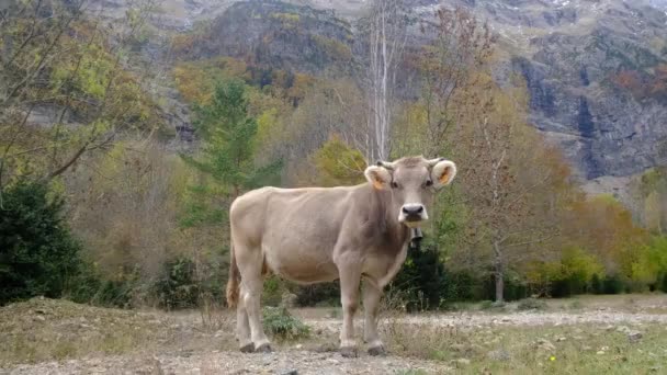 Vaca Jovem Pasto Alpes — Vídeo de Stock