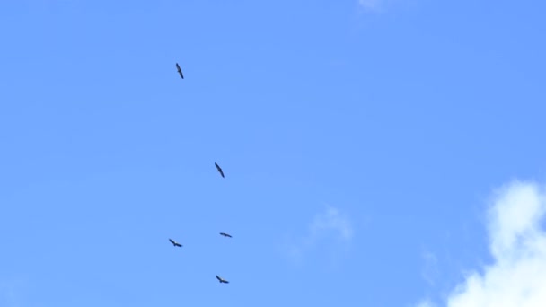 Bandada Aves Volando Cielo — Vídeo de stock