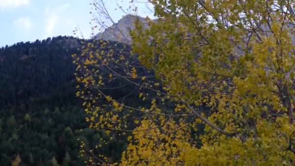Τοπίο Βουνό Φθινόπωρο Χρώματα Χειμώνα Κόκκινο Κίτρινο Καφέ Έννοια Αλλαγή — Αρχείο Βίντεο