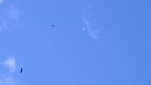 Stado Ptaków Lecących Niebie — Wideo stockowe