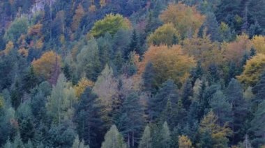 Manzara dağ sonbaharı kış renkleri kırmızı sarı kahverengi konsept mevsim değişimi doğa panoramik yapraklar yapraklar manzara