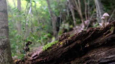 Manzara dağ sonbaharı kış renkleri kırmızı sarı kahverengi konsept mevsim değişimi doğa panoramik yapraklar yapraklar manzara