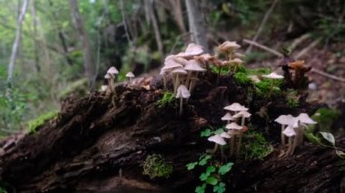 Manzara dağ sonbaharı kış renkleri kırmızı sarı kahverengi konsept mevsim değişimi doğa panoramik yapraklar yapraklar manzara