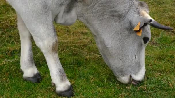 Vaca Jovem Pasto Alpes — Vídeo de Stock