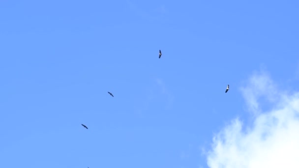 Флокс Птиц Летящих Небе — стоковое видео