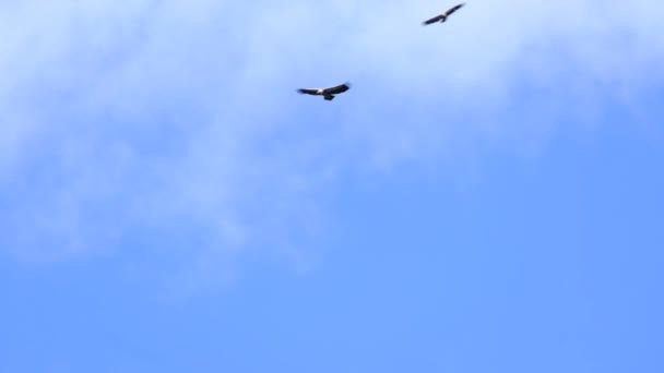 Bandada Aves Volando Cielo — Vídeo de stock