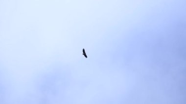 Gökyüzünde uçan kuş