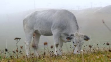 Manzara dağ sonbaharı kış renkleri kırmızı sarı kahverengi konsept mevsim değişimi doğa panoramik yapraklar yapraklar manzara