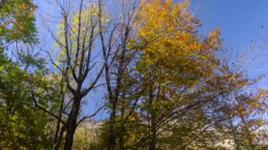 Manzara dağ sonbaharı kış renkleri kırmızı sarı kahverengi konsept mevsim değişimi doğa panoramik yapraklar yapraklar manzara