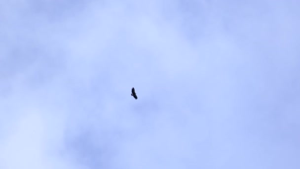 Ιπτάμενο Πουλί Στον Ουρανό — Αρχείο Βίντεο