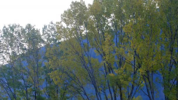 山の秋の冬の色赤黄褐色のコンセプトの変更季節の自然パノラマの落ち葉の風景 — ストック動画