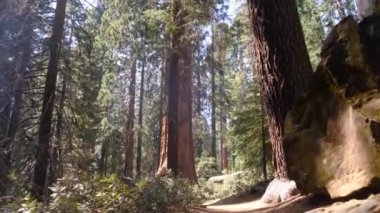 Parktaki ağaçların dikey görüntüsü.