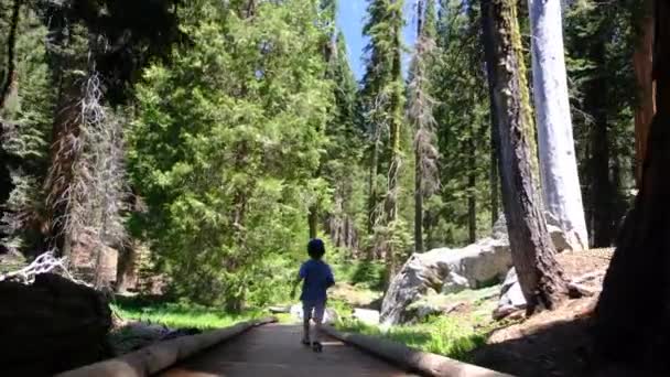 Молодий Хлопчик Прогулюється Сосновими Деревами Лісом — стокове відео