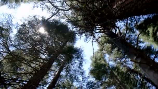 Arbres Forêt Flore Environnement Naturel — Video