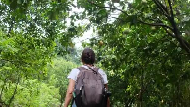 熱帯の山でハイキングを旅行バックパックで帽子で女性の観光客 — ストック動画