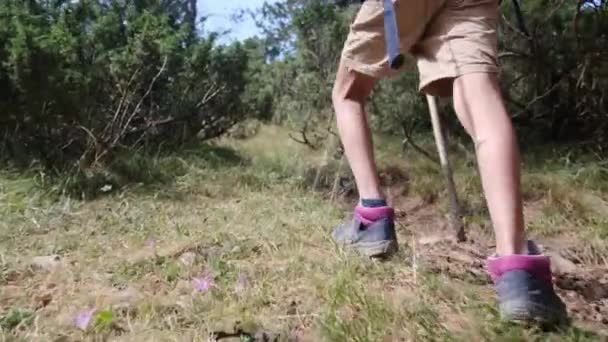 Пешие Прогулки Лесу Горах Маленький Мальчик Рюкзаком Прогуливается Лесной Дороге — стоковое видео